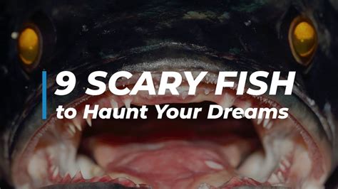 scary fish|9 Scary Fish to Haunt Your Dreams .